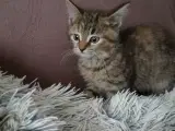 Skønne Maine coon mix