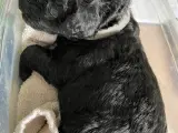 Labradoodle/ kongepuddel  - 5