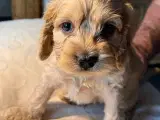4 stk cockapoo hvalpe sælges - 2