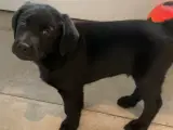 Hundehvalpe labrador mix - 3