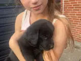 Golden labrador hvalpe