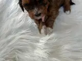 Bichon havanais hvalpe