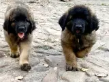 Leonberger tæve hvalp - 5