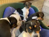 Dansk svensk gårdhund  (han) - 4