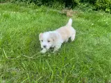 Bichon Havanais - 4
