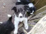 Vidunderlig Border collie hvalp - 2