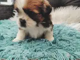 Lhasa apso med stambog - 4