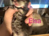 Maine coon killinger unden travle  - 5