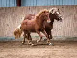 Lækker stor Islænder vallak - snart 2 år  - 5