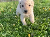 Allergivenlige goldendoodles hvalpe - 4