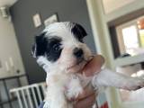Yorkshire Terrier Biewer hvalp - 4