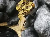 Kongeboa 