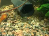 Corydoras maller sterbai