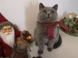 british shorthair hunkilling 