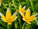 Botaniske Tulipaner Mix - Tulipanløg - 3