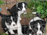 Vidunderlige Border collie hvalpe - 4