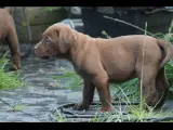 Labrador / dogue de Bordeaux  - 3