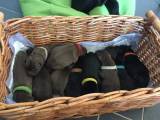 Hanhund til parring - 3