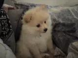 Ægte pomeranian hvalpe 1 stk - 5