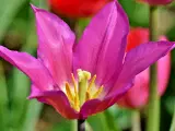 Botaniske Tulipaner Mix - Tulipanløg - 4
