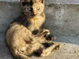 Katte