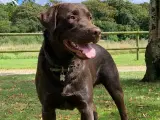 Brun labrador - 4