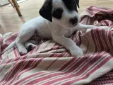 Jack russell terrier hvalpe - 2