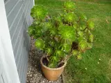 Plante