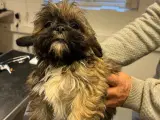 Lhasa Apso Stueopdræt - 4