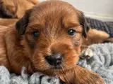 Allergivenlige hundehvalpe 🐶 - 5