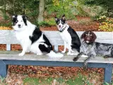Bordercollie (han tilbydes til parring) - 2