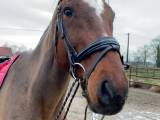 Allround Valack 2012