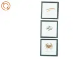 Samling af tre indrammede illustrationer (str. 22 x 22 cm) - 5