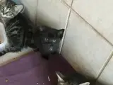 1 sort tam killing
