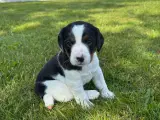 Dansk Svensk Gårdhunde hvalpe - 3