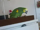 Blåpandet amazone papegøje 