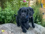 FT Cockerspaniel hvalpe sælges  - 3