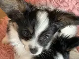 Papillon hvalpe - 3