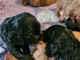 Engelsk Cocker Spaniel 