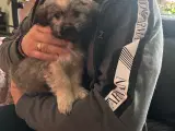 Coton de tuler bl. Tæve salgs klar nu💜