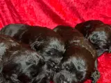 Labradoodles