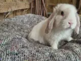 Kanin race dværgvædder 