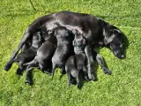Labrador F1 hvalpe - 5
