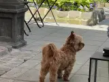 Smuk Unik Chokolade Yorkshire Terrier - 5