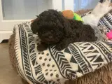 Shihpoo babyer  - 4