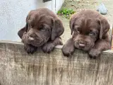 Brune labradorhvalpe