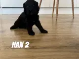 F1 cavapoo hvalpe  - 5