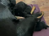 Rottweiler og Golden Retriever NYE BILLEDER  