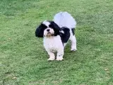 Shih tzu (Han) hvalp 14 mdr. - 2