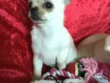 Chihuahua mix hvalpe - 3